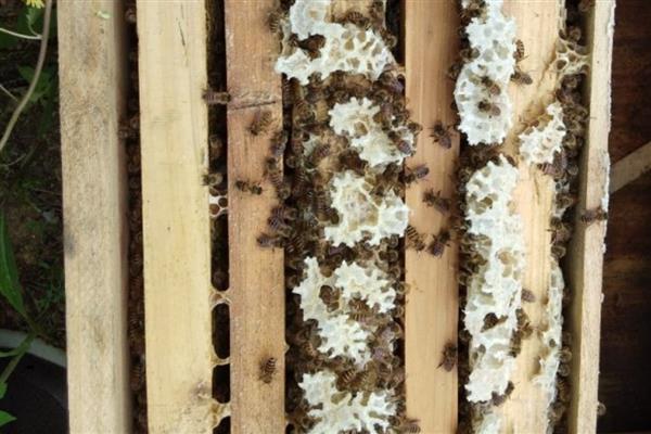 如何寻找山蜜蜂，发现采蜜蜂代表周围2-3公里内有蜂巢