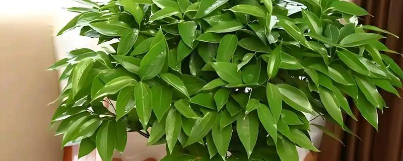 平安树的叶尖为什么发黑干枯,可能是光照强烈、施肥不当、浇水过少等因素引起