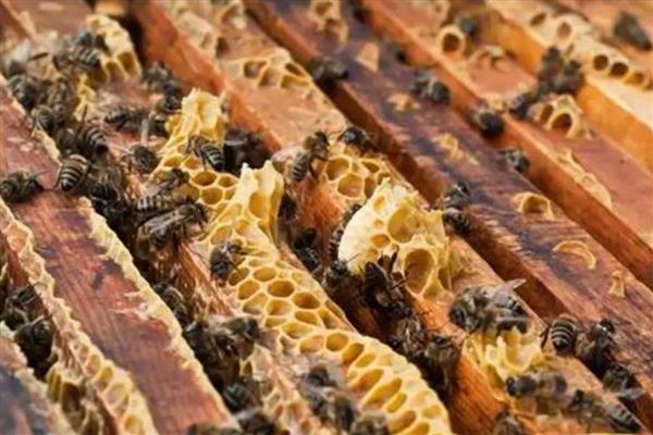 如何寻找山蜜蜂，发现采蜜蜂代表周围2-3公里内有蜂巢