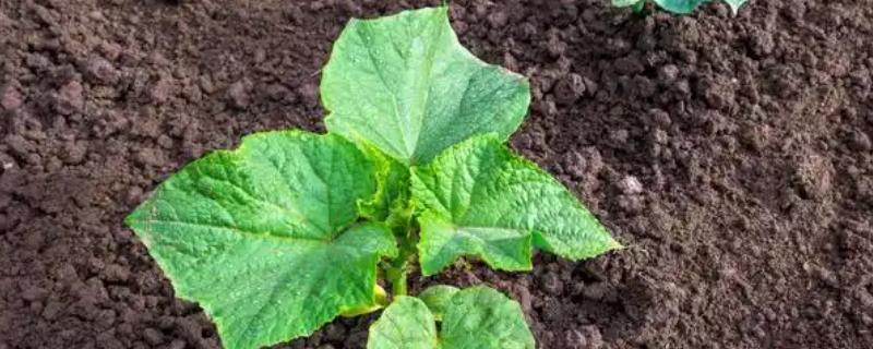 刚栽的黄瓜苗如何浇水,浇水需要浇透