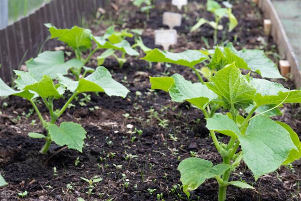 刚栽的黄瓜苗如何浇水,浇水需要浇透