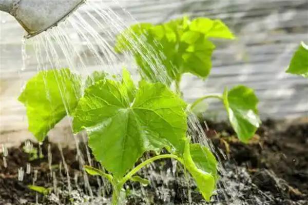 刚栽的黄瓜苗如何浇水,浇水需要浇透