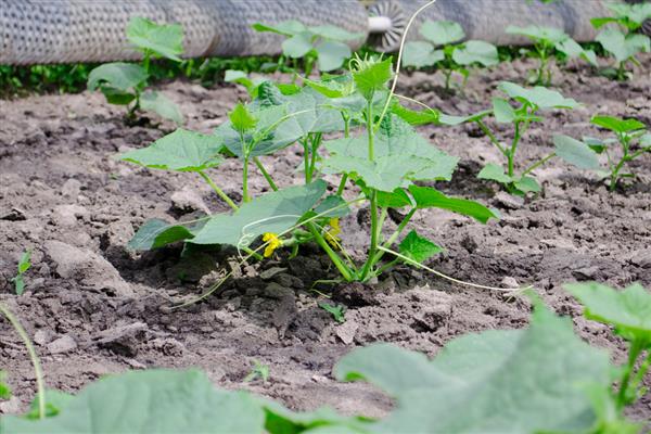 刚栽的黄瓜苗如何浇水,浇水需要浇透