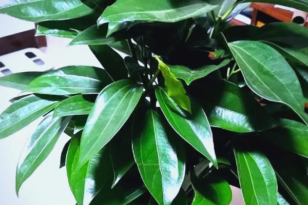 平安树的叶尖为什么发黑干枯,可能是光照强烈、施肥不当、浇水过少等因素引起