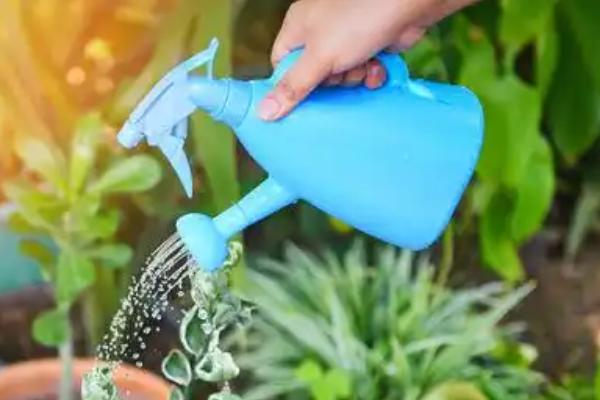 平安树的叶尖为什么发黑干枯,可能是光照强烈、施肥不当、浇水过少等因素引起