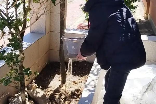 平安树的叶尖为什么发黑干枯,可能是光照强烈、施肥不当、浇水过少等因素引起