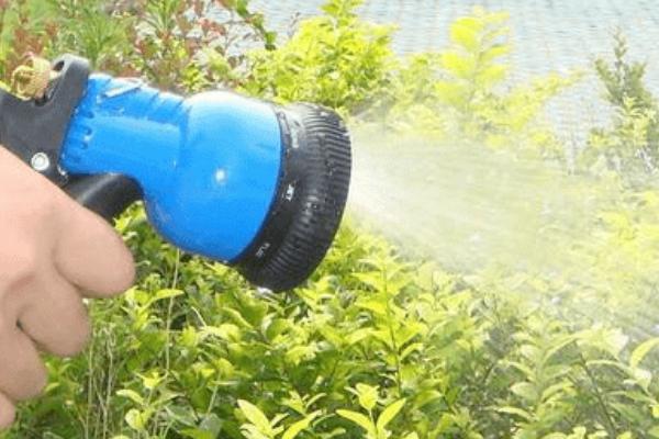 平安树的叶尖为什么发黑干枯,可能是光照强烈、施肥不当、浇水过少等因素引起