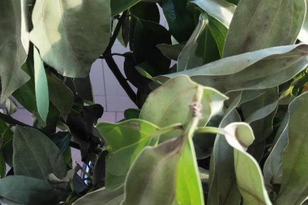 平安树的叶尖为什么发黑干枯,可能是光照强烈、施肥不当、浇水过少等因素引起