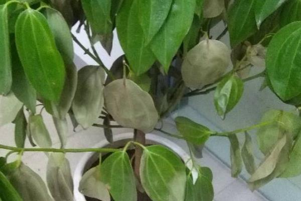 平安树的叶尖为什么发黑干枯,可能是光照强烈、施肥不当、浇水过少等因素引起