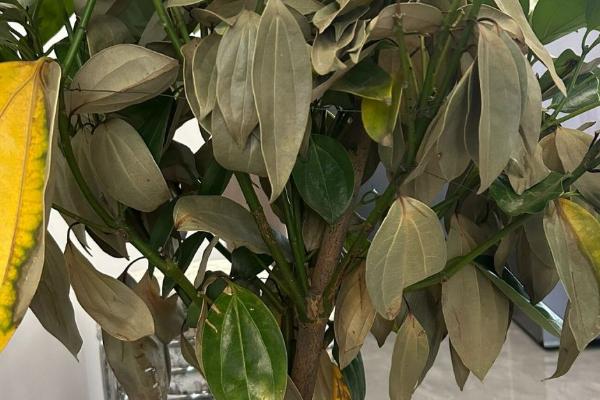 平安树的叶尖为什么发黑干枯,可能是光照强烈、施肥不当、浇水过少等因素引起