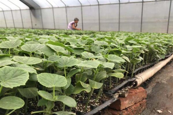 刚栽的黄瓜苗如何浇水,浇水需要浇透