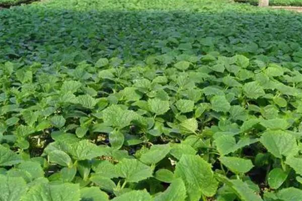 刚栽的黄瓜苗如何浇水,浇水需要浇透