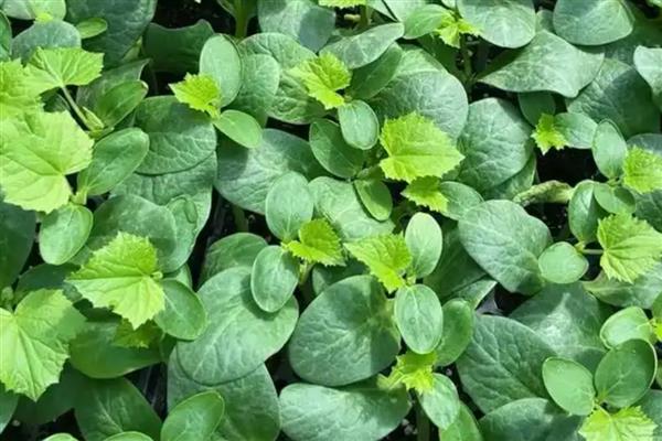 刚栽的黄瓜苗如何浇水,浇水需要浇透