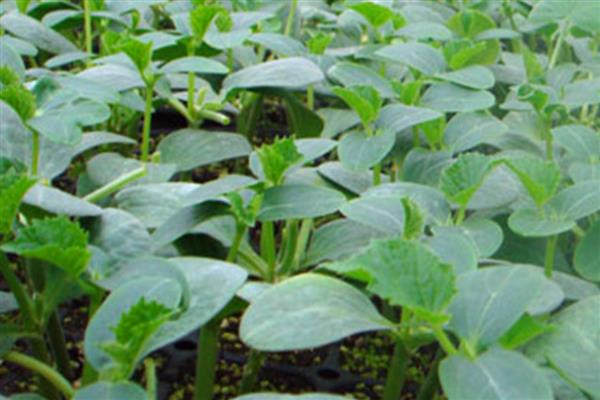 刚栽的黄瓜苗如何浇水,浇水需要浇透