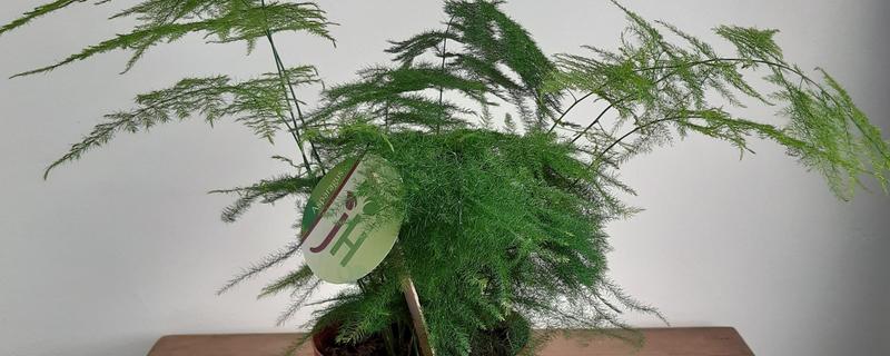 用什么水浇文竹，可选择雨水、白糖水等