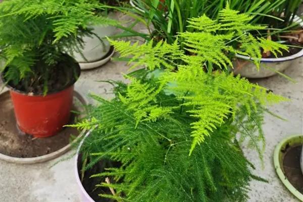 用什么水浇文竹，可选择雨水、白糖水等