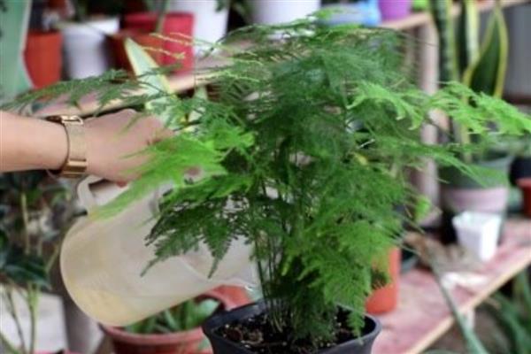 用什么水浇文竹，可选择雨水、白糖水等