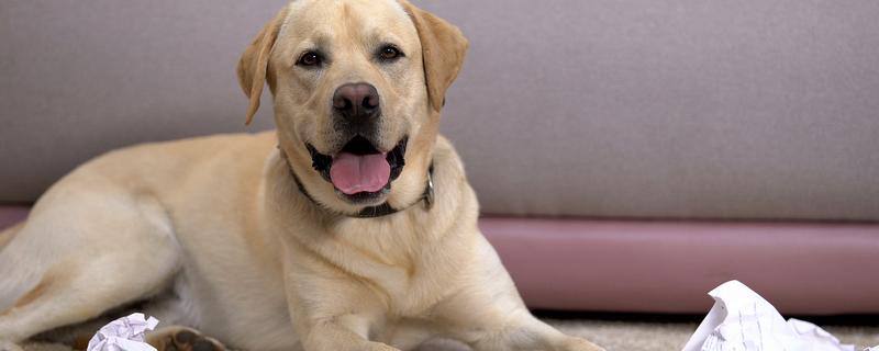 金毛好还是拉布拉多好，金毛犬智商更高但更难训练