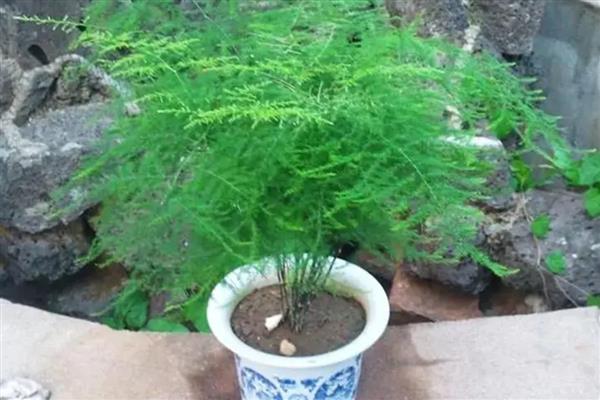 用什么水浇文竹，可选择雨水、白糖水等