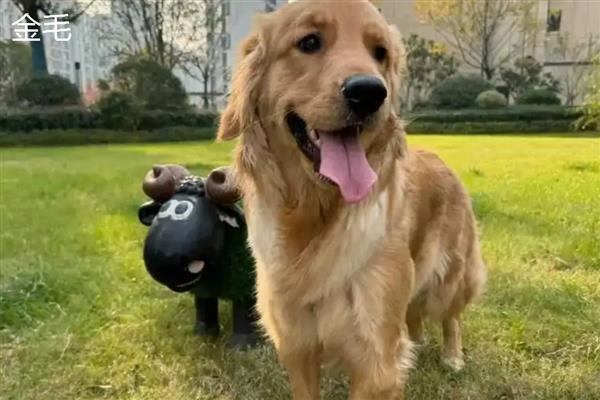 金毛好还是拉布拉多好，金毛犬智商更高但更难训练