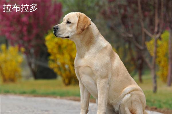 金毛好还是拉布拉多好，金毛犬智商更高但更难训练