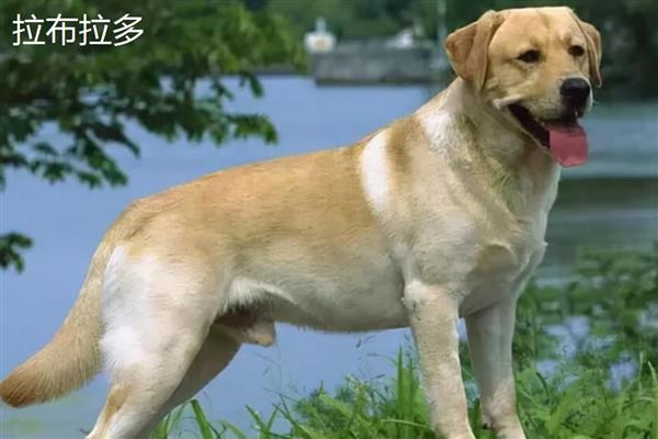 金毛好还是拉布拉多好，金毛犬智商更高但更难训练