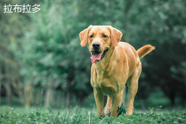 金毛好还是拉布拉多好，金毛犬智商更高但更难训练