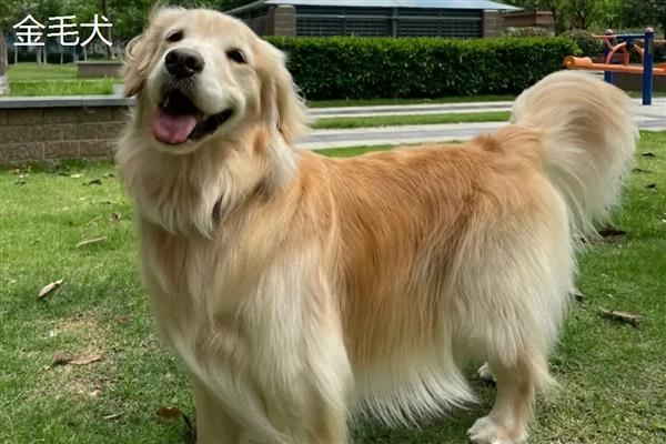 金毛好还是拉布拉多好，金毛犬智商更高但更难训练