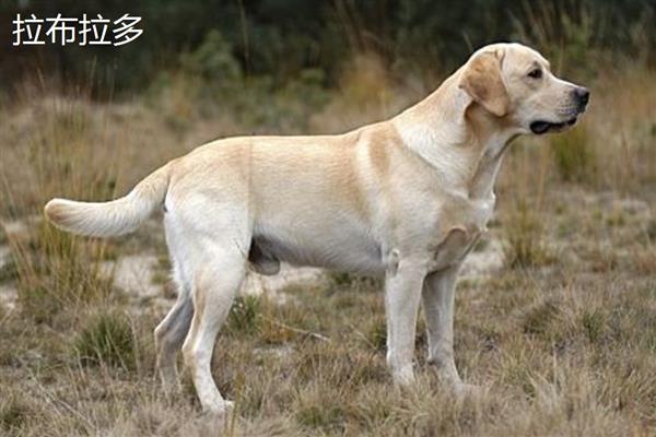 金毛好还是拉布拉多好，金毛犬智商更高但更难训练