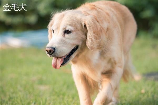 金毛好还是拉布拉多好，金毛犬智商更高但更难训练
