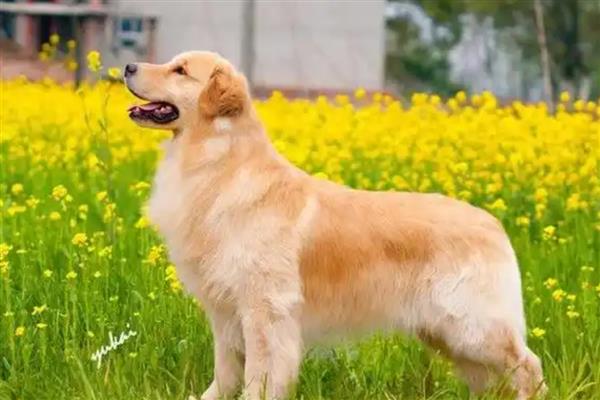 金毛好还是拉布拉多好，金毛犬智商更高但更难训练