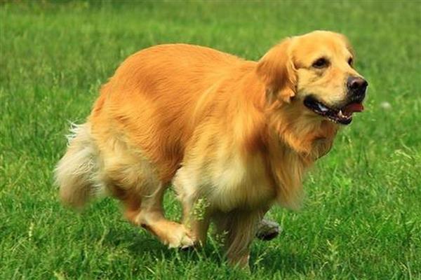 金毛好还是拉布拉多好，金毛犬智商更高但更难训练