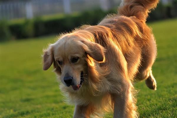 金毛好还是拉布拉多好，金毛犬智商更高但更难训练
