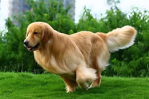 金毛好还是拉布拉多好，金毛犬智商更高但更难训练