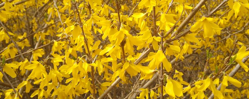 连翘花有什么寓意,象征幸运也被称为圣约翰之草
