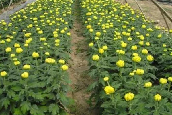 菊花在什么季节开，种植地区不同开花时间也不同