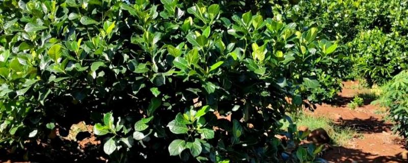 菠萝蜜怎样剪枝才能高产,幼苗期要对它进行截短处理