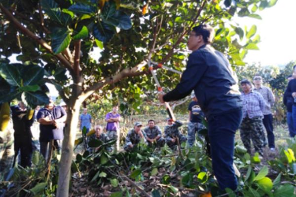 菠萝蜜怎样剪枝才能高产,幼苗期要对它进行截短处理