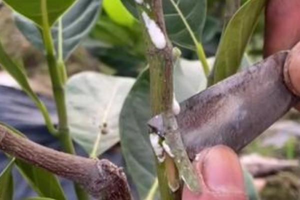 菠萝蜜怎样剪枝才能高产,幼苗期要对它进行截短处理