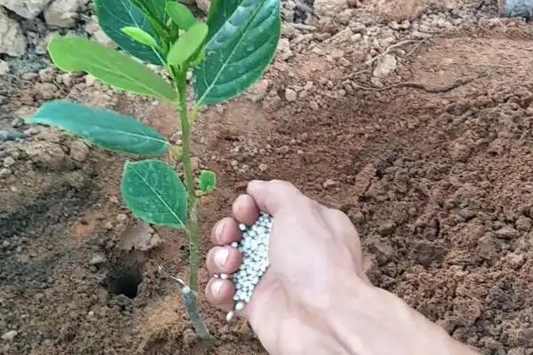 菠萝蜜怎样剪枝才能高产,幼苗期要对它进行截短处理