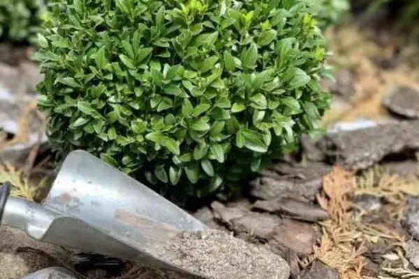 移栽黄杨后怎么判断它是否成活，叶片没有发黄掉落便表示正常生长