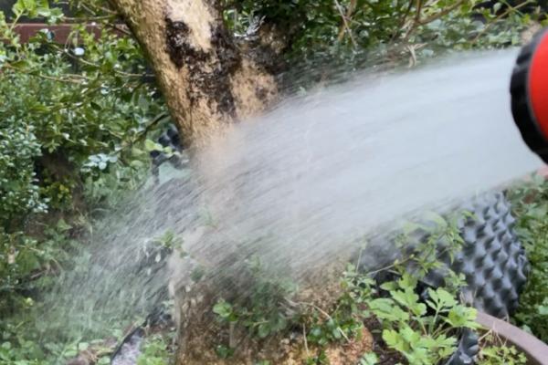 移栽黄杨后怎么判断它是否成活，叶片没有发黄掉落便表示正常生长