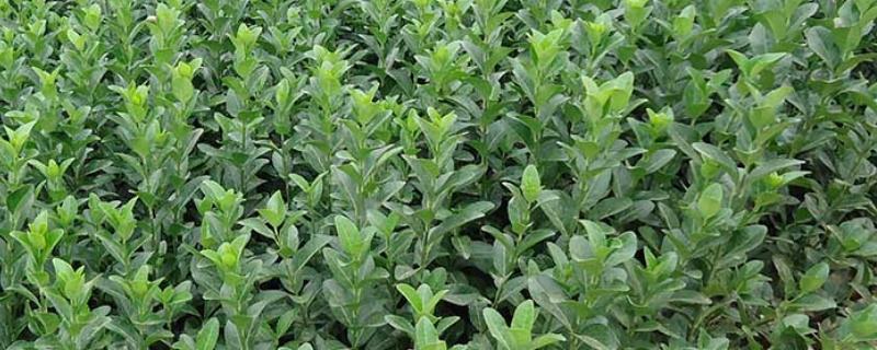 移栽黄杨后怎么判断它是否成活，叶片没有发黄掉落便表示正常生长