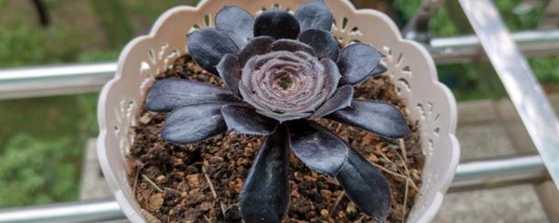 墨法师与黑法师有什么区别，前者叶片呈黑色、后者叶片呈紫黑色或紫色