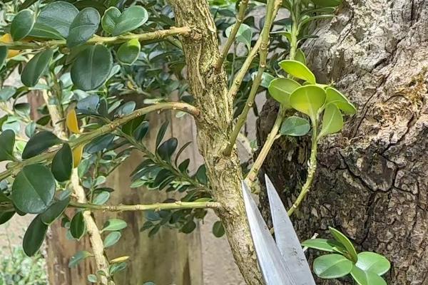 移栽黄杨后怎么判断它是否成活，叶片没有发黄掉落便表示正常生长