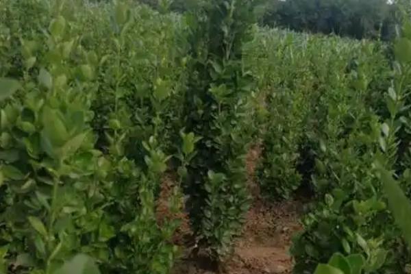 移栽黄杨后怎么判断它是否成活，叶片没有发黄掉落便表示正常生长