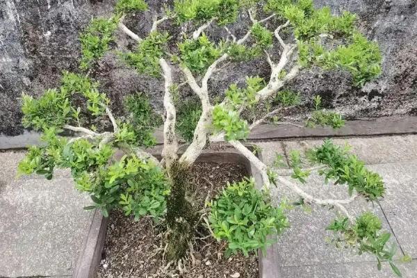 移栽黄杨后怎么判断它是否成活，叶片没有发黄掉落便表示正常生长