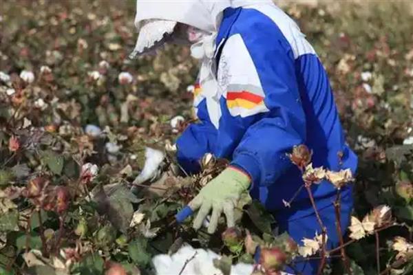 棉花留种的注意事项,喷过乙烯利的棉田不宜留种