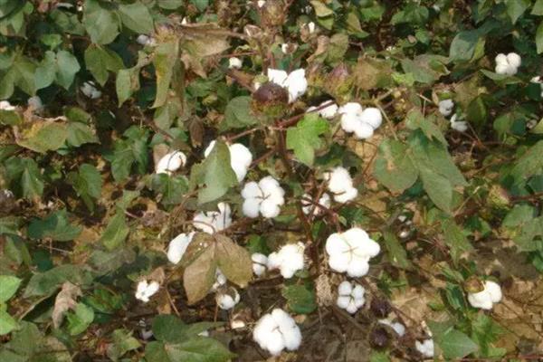 棉花留种的注意事项,喷过乙烯利的棉田不宜留种