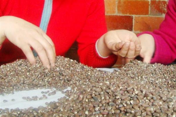 棉花留种的注意事项,喷过乙烯利的棉田不宜留种